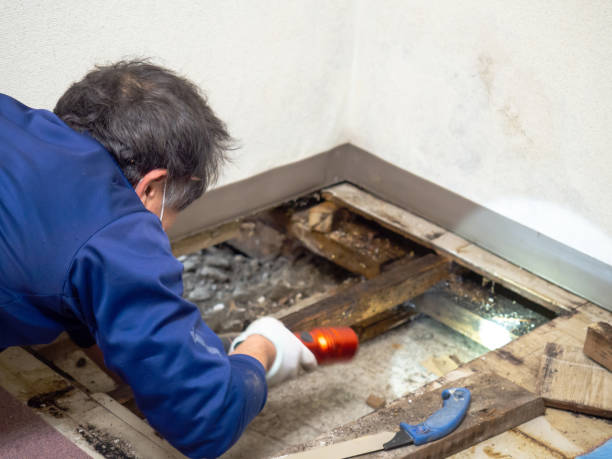 Best Affordable Mold Removal  in Austin, AR