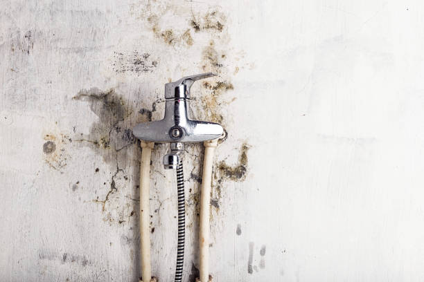 Best Same-Day Mold Removal  in Austin, AR