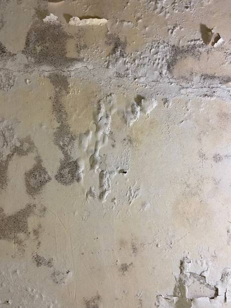 Best Home Mold Removal  in Austin, AR