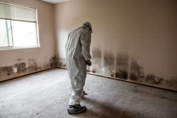 Best Attic Mold Removal  in Austin, AR
