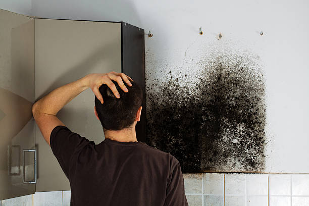 Best Emergency Mold Removal  in Austin, AR