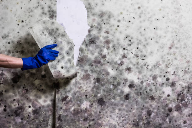 Best Black Mold Removal  in Austin, AR