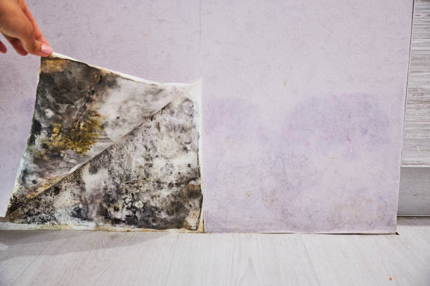 Best Fast Mold Removal  in Austin, AR